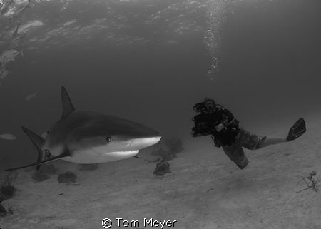 taken with nikon d 200 in a sea and sea housing with toki... by Tom Meyer 