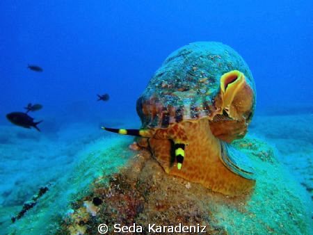 Encounter by chance the Triton in the house reef!!
Olymp... by Seda Karadeniz 