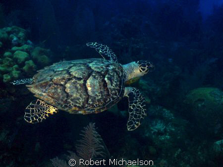This hawksbill turtle looks like it is having just too mu... by Robert Michaelson 