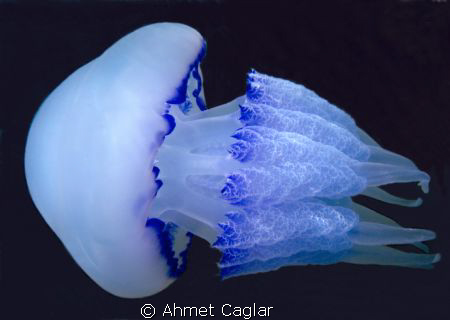 blue jelly by Ahmet Caglar 