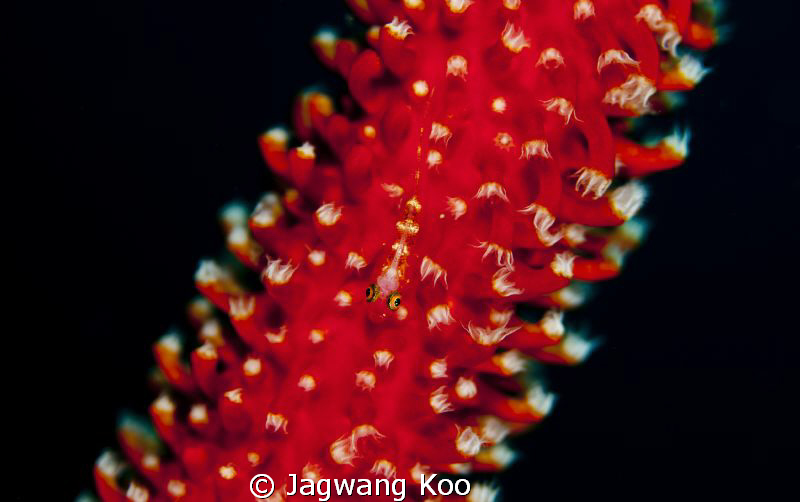 Whip Coral Goby by Jagwang Koo 