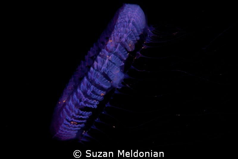 unusual jellyfish-unknown type.If u know what it is pleas... by Suzan Meldonian 