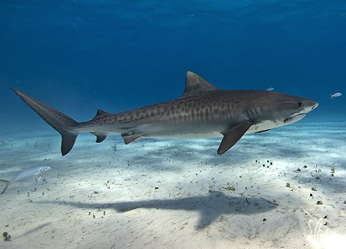 This is a smaller Tiger Shark making it's way across the ... by Steven Anderson 