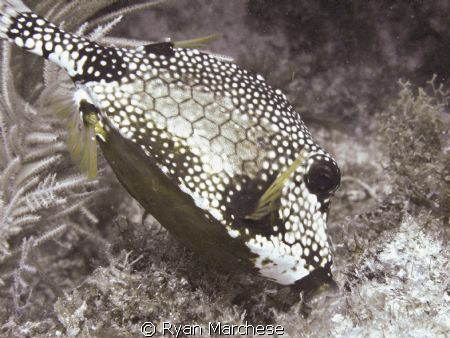 Smoth Trunkfish by Ryan Marchese 