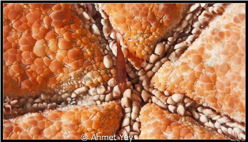 Partner shrimp, under the seastar... by Ahmet Yay 
