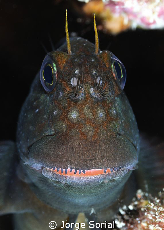 Red-lipped blenny. I had to hypnotize it to take the phot... by Jorge Sorial 