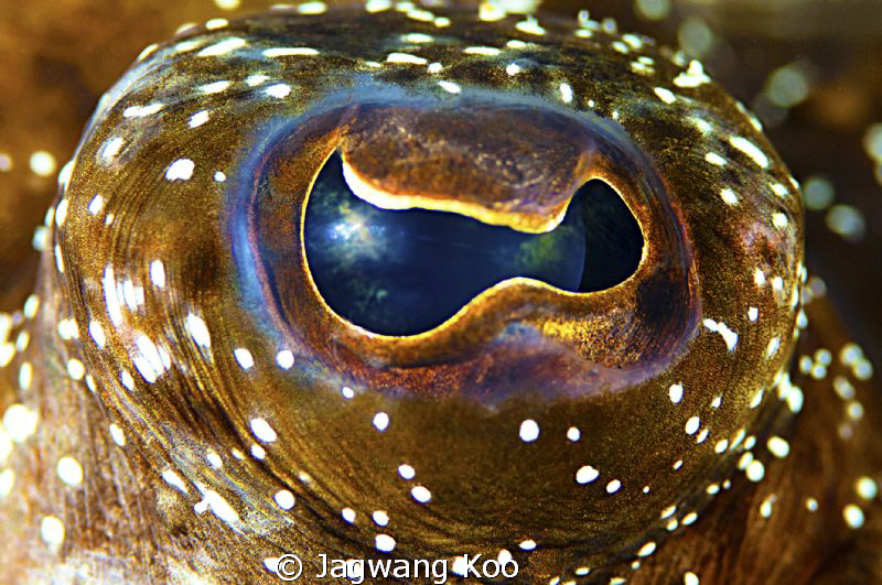 Eye of  a flounder by Jagwang Koo 
