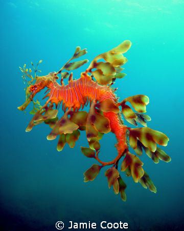 "Fatherly Duties"
A male Leafy Sea Dragon laden with egg... by Jamie Coote 