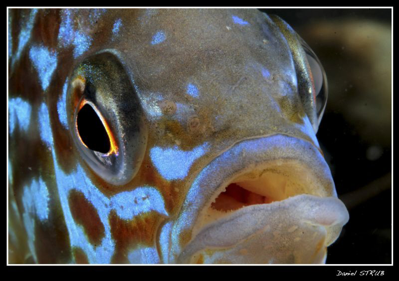 Angry look :-D - pumpkinseed sunpearch by Daniel Strub 