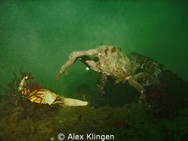 Monterey Bay, crab going after starfish. by Alex Klingen 