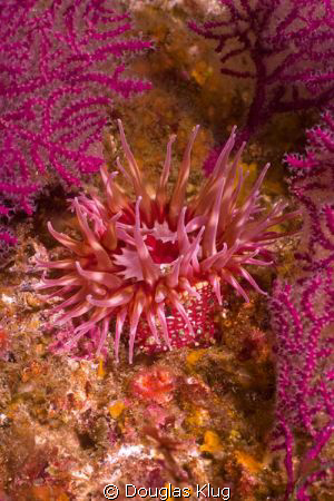 Kelp Forest Color. A red anenome is framed by dark red go... by Douglas Klug 