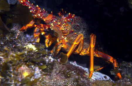 "Cray Days"
A Southern Rock Lobster sitting at the front... by Jamie Coote 