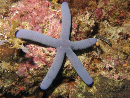 More of the starfish taken at Manado, Indonesia by Dennis Siau 