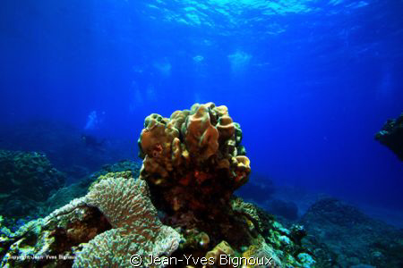 Mauritius Underwater Photography Coin De Mire 7 metres 
... by Jean-Yves Bignoux 