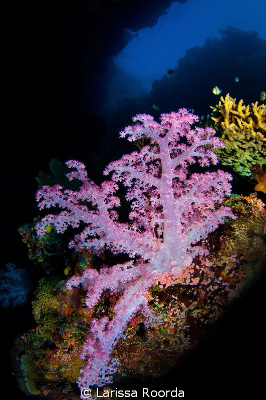 Portrait of a soft coral. Fiji. by Larissa Roorda 