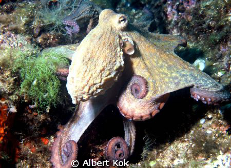 Octopus facing the UW photographer by Albert Kok 