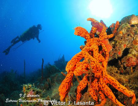 Brown Tube Sponges & Diver at Corcega Wall Dive site in R... by Victor J. Lasanta 