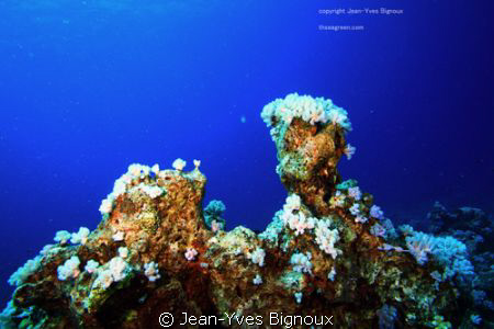 Reef at Mon Choisy Mauritius Coral growths at 20 metres C... by Jean-Yves Bignoux 