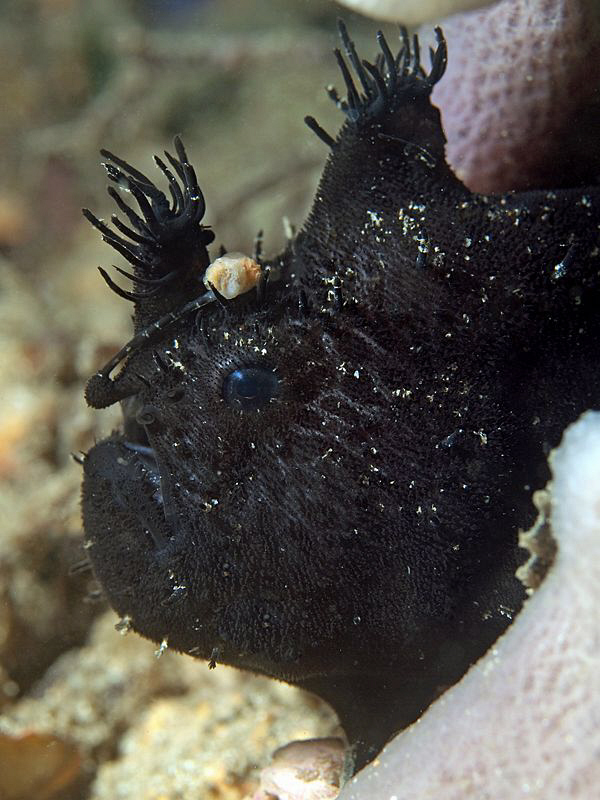 Black Anglerfish. Chowder Bay, Sydney Harbour by Doug Anderson 