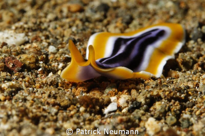 a flatworm imitating the pyjama nudi by Patrick Neumann 
