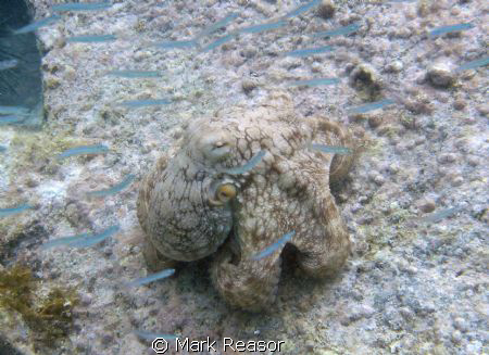 Common octopus; Taken at Maho Bay, St. John, USVI by Mark Reasor 