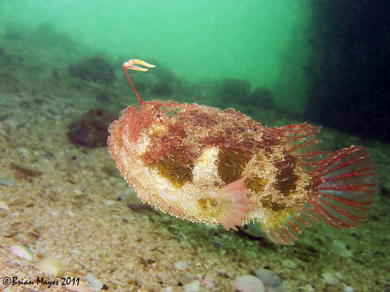 When chased this Tasselled Anglerfish adopts a streamline... by Brian Mayes 