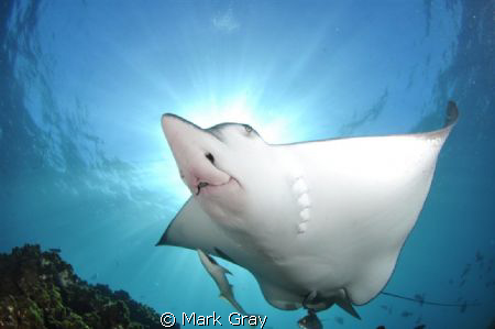 Eagle Ray up close and personal by Mark Gray 