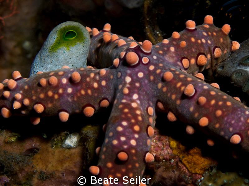 Seastar , taken with Canon G10 and UCL 165 by Beate Seiler 