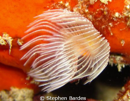 Tube Worm in a white dress by Stephen Bardes 