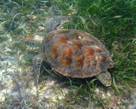 Hawksbill turtle in the waters off St. John, USVI. by Mark Reasor 