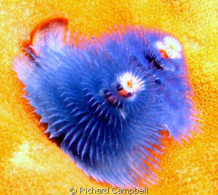 blue is cool--Sealife DC-1000 by Richard Campbell 