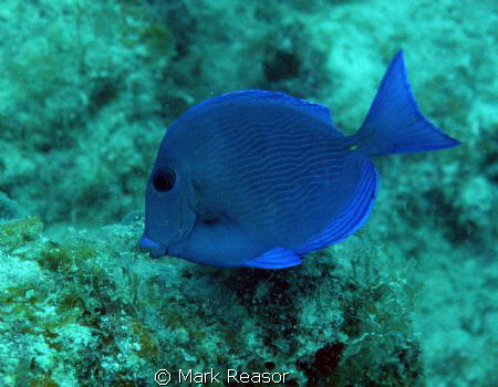 Blue tang; Dory is looking for Nemo in the waters off St.... by Mark Reasor 