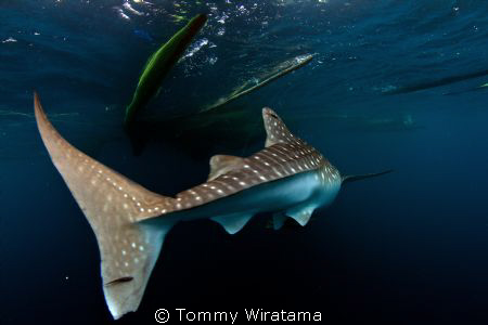 swimming away by Tommy Wiratama 