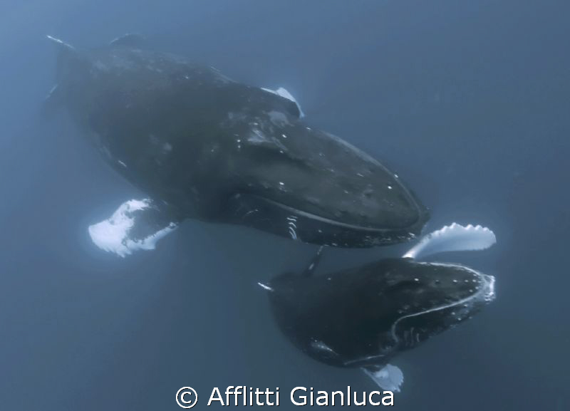 humpback whales in the family by Afflitti Gianluca 