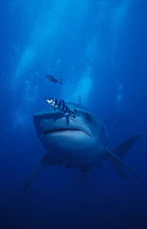Tiger Shark with Remora and Pilot fish taken with a Nikon... by Fiona Ayerst 