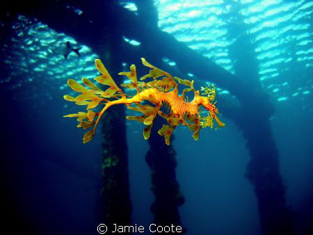 " Jetty life"
A Leafy Sea Dragon just cruising around it... by Jamie Coote 