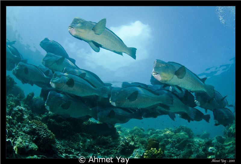 Gang of Bumphead parrotfish... :) by Ahmet Yay 