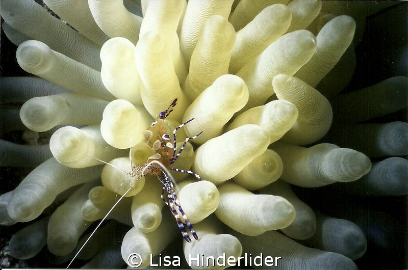 Spotted Cleaner Shrimp in his fluffy home! by Lisa Hinderlider 
