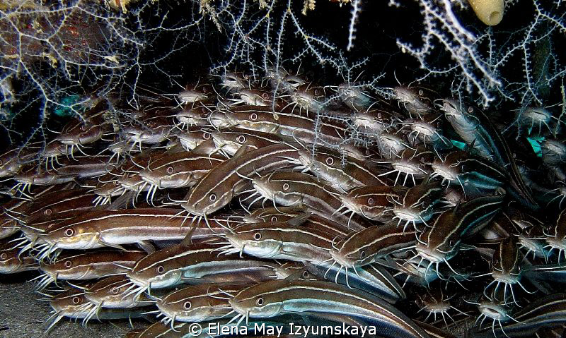 Cats :) Striped eel catfish under the "Balena" Wreck by Elena May Izyumskaya 