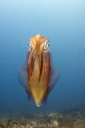 Curious Squid Posing by Charlie Kline 