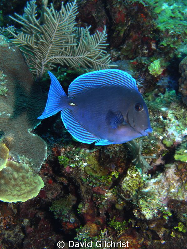 Atlantic Blue Tang -Surgeonfish sp. Roatan-SeaLife DC 1000 by David Gilchrist 