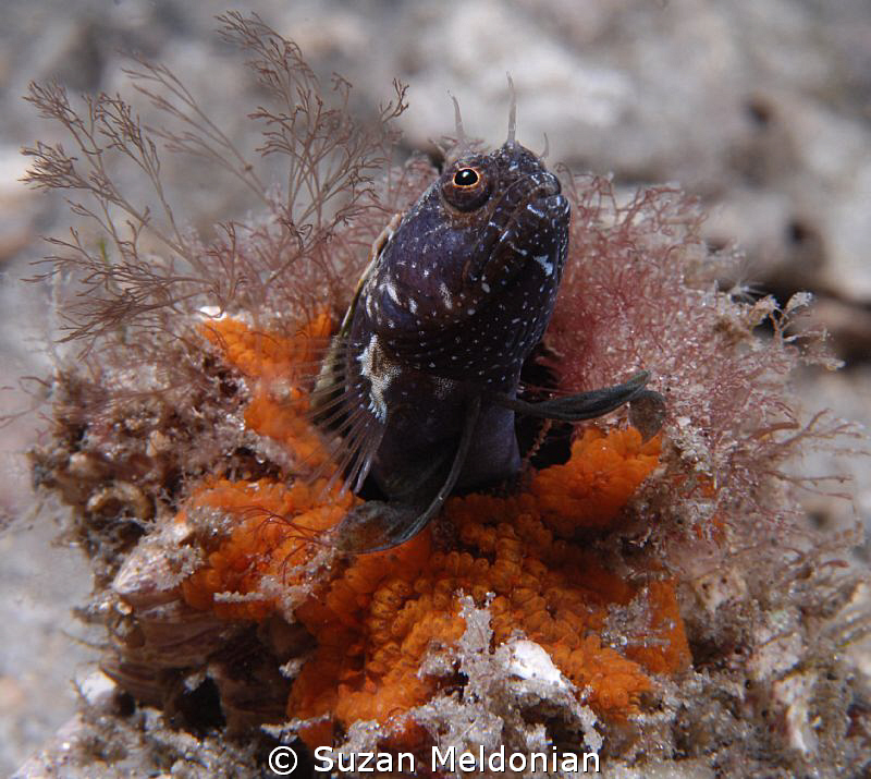"Searching for the ultimate partner" 
Sailfin Blenny who... by Suzan Meldonian 
