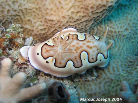 Nudibranch taken on the Great Barrier Reef Australia with... by Marcus Joseph 