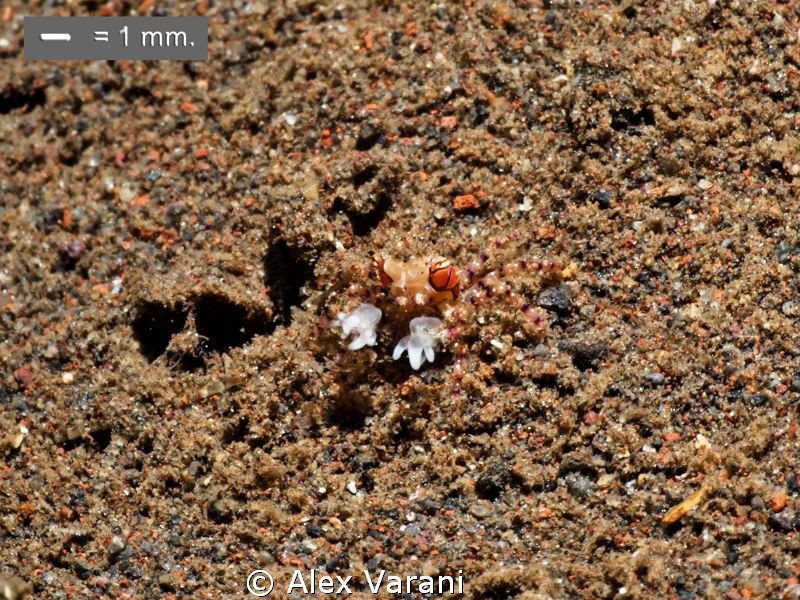Tiny Lybia tassellata (boxer crab) by Alex Varani 