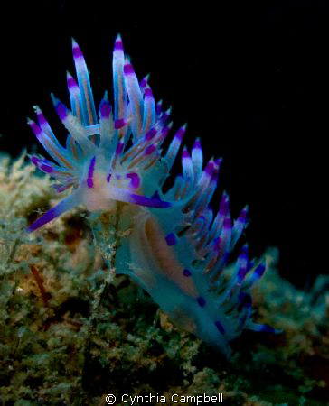 Punky Flabellina!! 
Taken on Vietnamese Ship Wreck in Pe... by Cynthia Campbell 