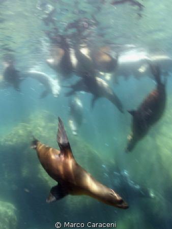 sea lions carnival by Marco Caraceni 