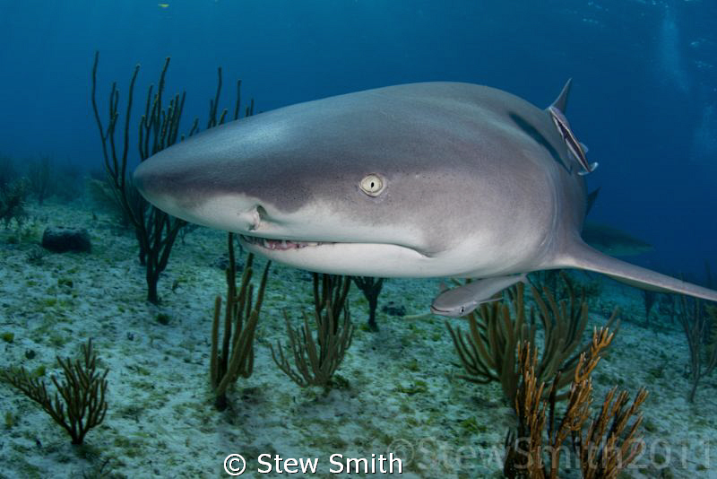 A well bahaved Lemon Shark stops for a portrait at Tiger ... by Stew Smith 