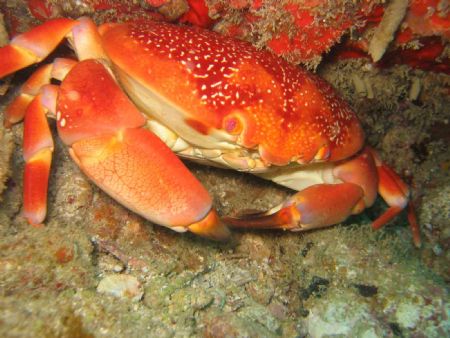 Coral Crab taken on divesite call Barrel "O" Reef in St. ... by Marcus Joseph 