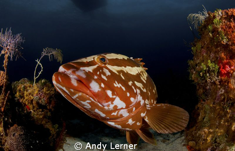Friendly grouper by Andy Lerner 