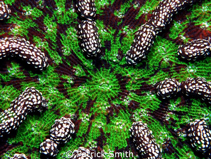 This is an old film shot of a soft coral growing on the s... by Patrick Smith 